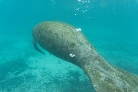 A manatee releases flatulence while swimming to lose the buoyancy build up of gas inside its stomach, and descend down the water column. (National Geographic/Karl Davies)