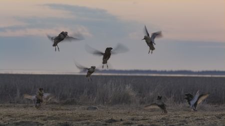 In the mating lek, male ruffs are often so pre-occupied with each other that many of them will not get the chance to mate. (National Geographic)