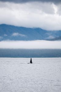 An orca cuts through the water in pursuit of salmon. (National Geographic for Disney/Katie Vickers)