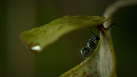 A close-up of an ant crawling on a leaf. (Credit: Content Mint)
