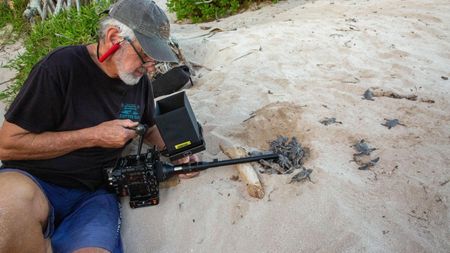 Director of Photography Rory McGuinness films turtle hatchlings emerging from a nest. (National Geographic for Disney/Paul Satchell)