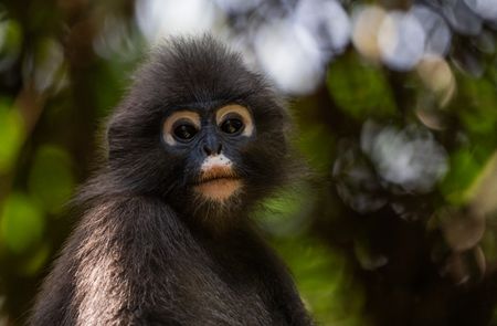 A portrait of a dusky langur. (National Geographic/Karl Davies)