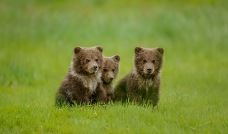 Three brown bear cubs in the grass of Hallo Bay. (credit: National Geographic/John Shier)