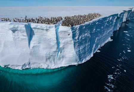 Emperor penguin chicks jumping off the ice shelf edge for their first swim, Atka Bay, Antarctica.  (National Geographic/Bertie Gregory)