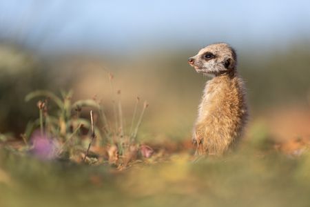 A young meerkat looks out. (National Geographic/Thilo Beck)