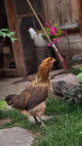 Conrad Anker and Jenni Lowe Anker's chicken poses for a portrait.  (National Geographic/Elena Gaby)