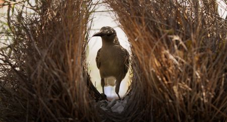 A Great bowerbird examines his bower. (Credit: National Geographic)