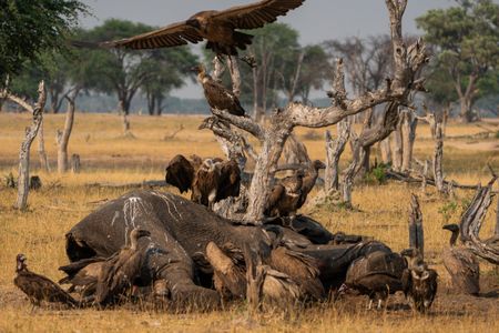 A flock of different vulture species gather around a dead elephant and feast on its  carcass. (National Geographic/Karl Davies)