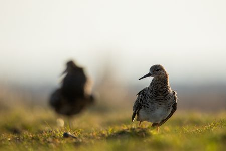 A faeder male ruffs, disguised in female plumage, waits on the lek for the opportunity to mate. (National Geographic/Eleanor Paish)