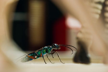 An emerald jewel wasp in a child's bedroom.(National Geographic/Simon De Glanville)