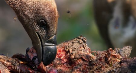 A vulture tears at a carcass. (National Geographic)