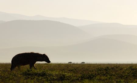 A lone male hyena walks across the crater floor of Ngorongoro Crater. (National Geographic/John Shier)