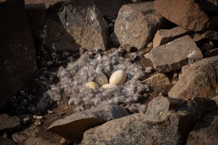 Barnacle goose eggs on a cliff ledge in Greenland. (National Geographic/Doug Parker)