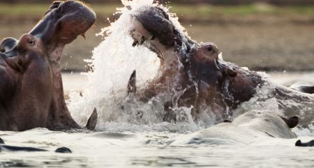 Two large male hippos fight face to face in the water. (National Geographic)