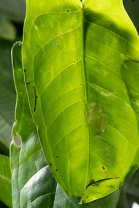 A glass frog perched on a leaf. (National Geographic/Matt Langbehn)