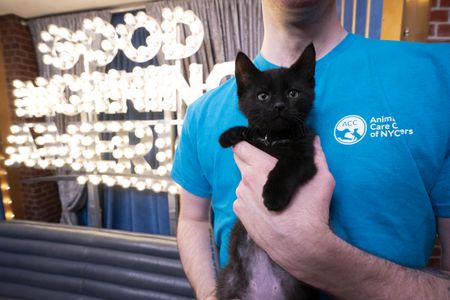 ANIMAL CARE CENTERS OF NY