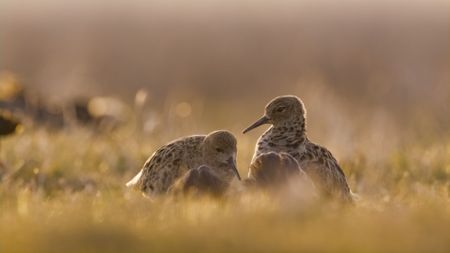 The faeder male ruff uses his female-mimic plumage to infiltrate the mating lek without being attacked by other males, where he can sneak in and mate with the females under the other males' noses. (National Geographic)