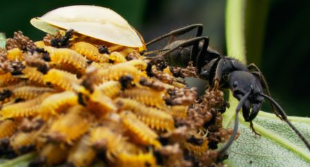A family of tortoise beetles defend themselves from a carnivorous ant by wafting baby poop in it’s direction. (National Geographic)