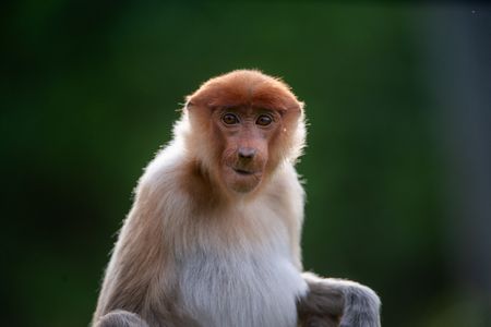 A female proboscis monkey. (National Geographic/Jason Isley)