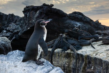One adult Galapagos penguin on a rock, with large group of Galapagos marine iguanas in the background.  (credit: National Geographic/Bertie Gregory)