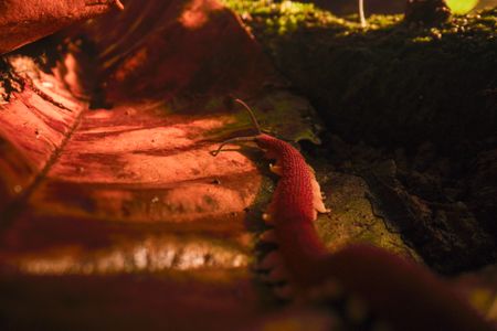 A velvet worm travels through the forest. (National Geographic/Alex Jones)