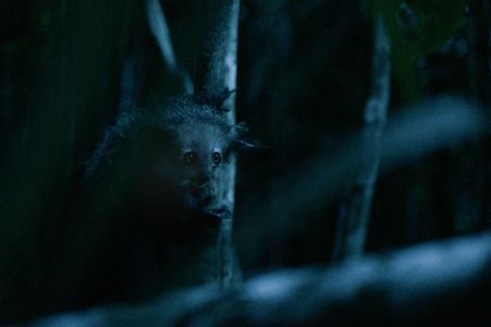 An aye-aye in the forest of Madagascar at night. (National Geographic/George Woodcock)