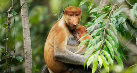 A female proboscis monkey nurses her baby in a tree. (Credit: National Geographic)