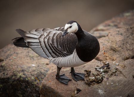 A barnacle goose on top of a cliffside perch. (National Geographic/Doug Parker)