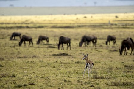 An infant Thomson's gazelle in the grassy plains of the Maasai Mara. (National Geographic/Ollie Velasco)