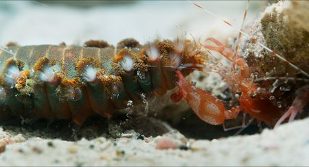 A fireworm is hit by a cavitation bubble shot from the claw of a pistol shrimp defending its home. (National Geographic/Hugh Miller)