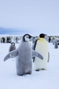 An Emperor penguin colony in Atka Bay, Antarctica.  (credit: National Geographic/Bertie Gregory)