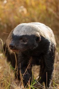 A honey badger walks through the grass in southern Africa. (National Geographic/Karl Davies)
