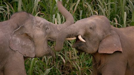 Two elephants butt heads. (Credit: Content Mint)
