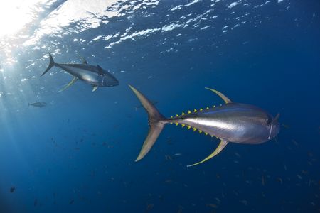 Tuna in Revillagigedo Islands, Mexico. (Credit: Erick Higuera)