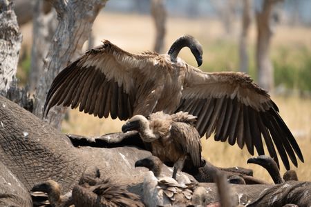 A vulture stands on top of a dead elephant and regally displays its wingspan whilst other vultures break through the elephant's tough hide to feed. (National Geographic/Karl Davies)