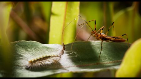 The assassin bug is poised to strike the mad hatterpillar, but it must first decide which part of its body to target with its deadly proboscis. (National Geographic)