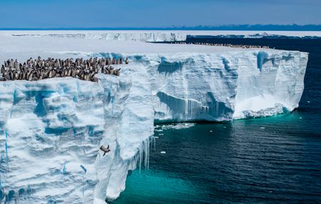 Emperor penguin chicks jumping off the ice shelf edge for their first swim, Atka Bay, Antarctica.  (National Geographic/Bertie Gregory)