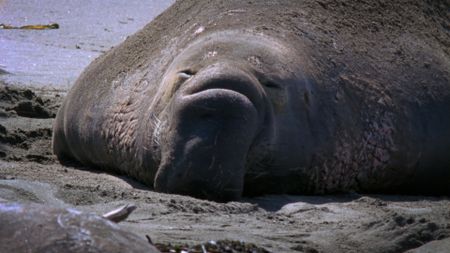 An elephant lies on the rocks in California. (Credit: Content Mint)