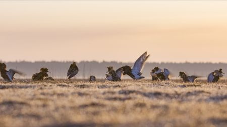 Male ruffs fight with each other for the right to mate with the females. (National Geographic)