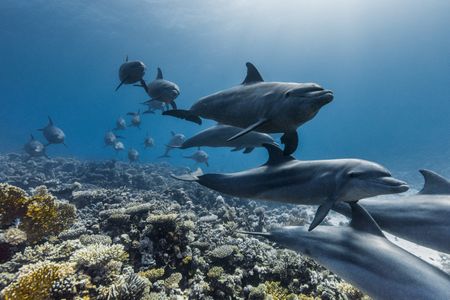 A pod of Indo-Pacific bottlenose dolphins swimming across the coral reefs of the Red Sea, Egypt. (Credit: Olly Scholey)