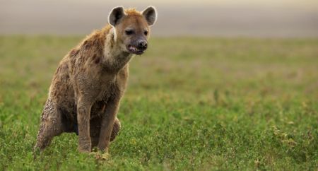 A spotted hyena takes an awkward poop. (Credit: National Geographic)
