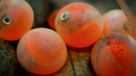 Coho salmon eggs begin to hatch. (Credit: Nature Footage)