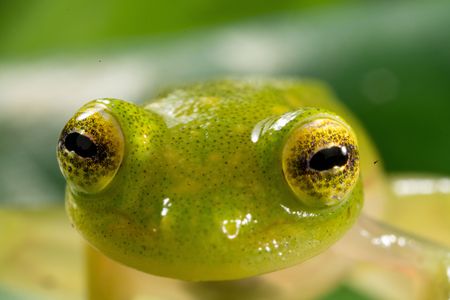 A glass frog. (National Geographic/Matt Langbehn)