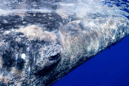 An humpack whale covered in whale lice. (National Geographic for Disney/Kim Jeffries)