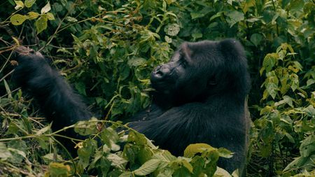 A wild gorilla in the DRC forest. (National Geographic)