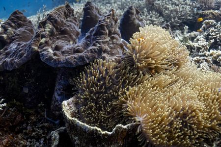 A clown anemonefish on a coral reef in Raja Ampat, Indonesia. (Credit: Olly Scholey)