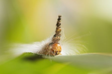 As it grows and molts, the mad hatterpillar stacks old head casings on top of its head. Scientists think it is used as a decoy against would-be predators and parasites, and when needed, it can also be used as a weapon. (National Geographic/Katherine Hannaford)