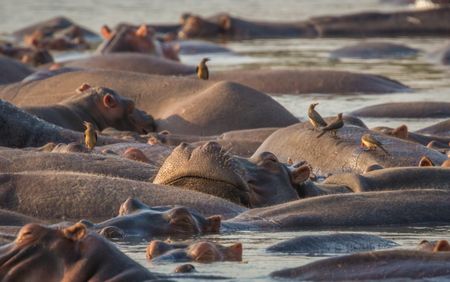 A herd of hippopotamuses bathe in water to cool themselves, with red-billed oxpecker birds hitching a ride. (National Geographic/Doug Parker)