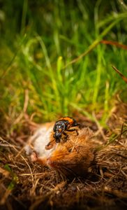A burying beetle on a harvest mouse carcass.(National Geographic/Doug Parker)