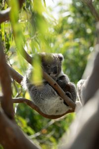 A koala rests in a tree. (National Geographic/David Marks)